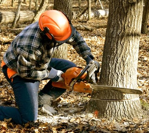 Tree Removal in Princeton, KS